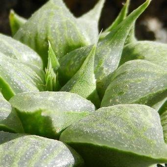 Haworthia in the GardenTags plant encyclopedia