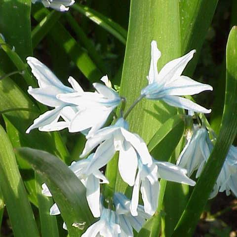 Striped Squill in the GardenTags plant encyclopedia