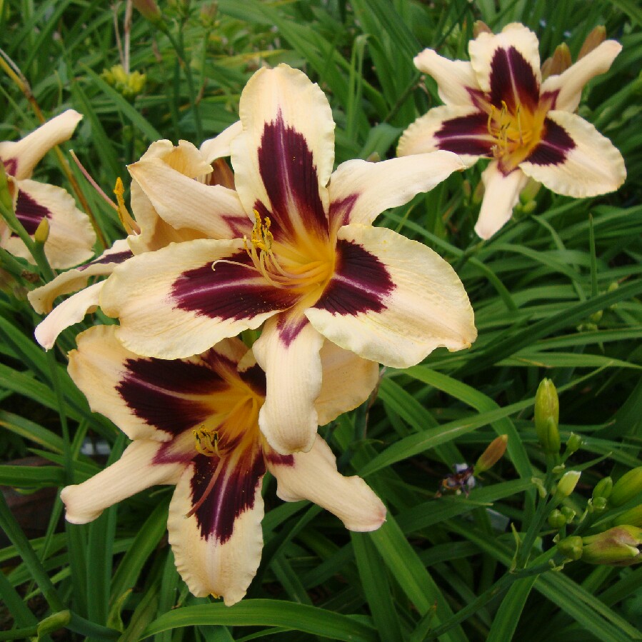 Daylily Wild Horses in the GardenTags plant encyclopedia