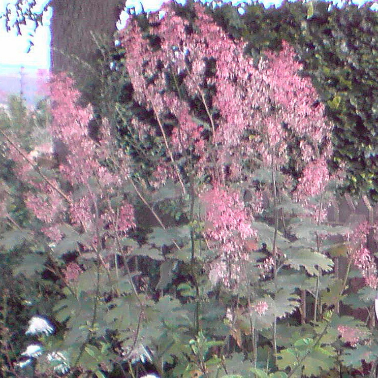 Plume Poppy Kelways Coral Plume in the GardenTags plant encyclopedia