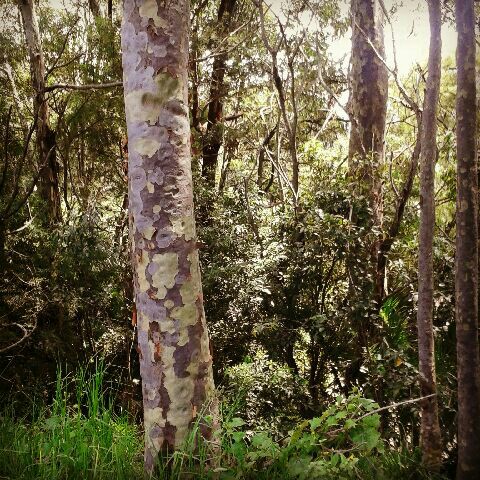 Spotted Gum in the GardenTags plant encyclopedia