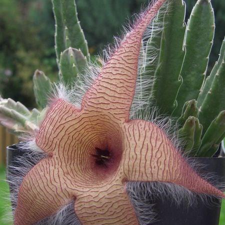 Starfish flower in the GardenTags plant encyclopedia