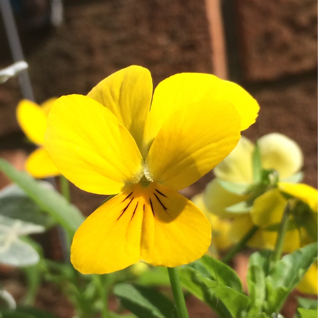 Pansy Panola yellow in the GardenTags plant encyclopedia