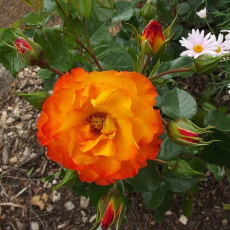 Rose Wildcat in the GardenTags plant encyclopedia