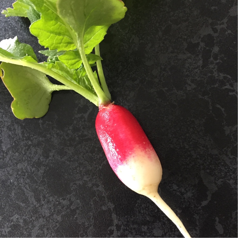 Radish French Breakfast in the GardenTags plant encyclopedia