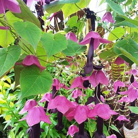 Purple Bell Vine in the GardenTags plant encyclopedia