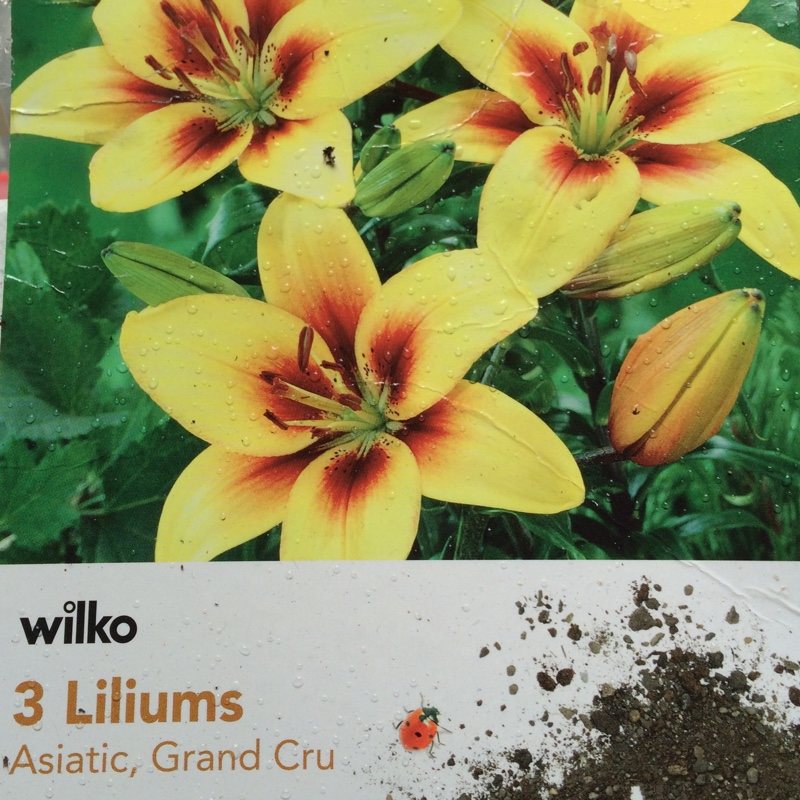 Lily Grand Cru (Asiatic) in the GardenTags plant encyclopedia