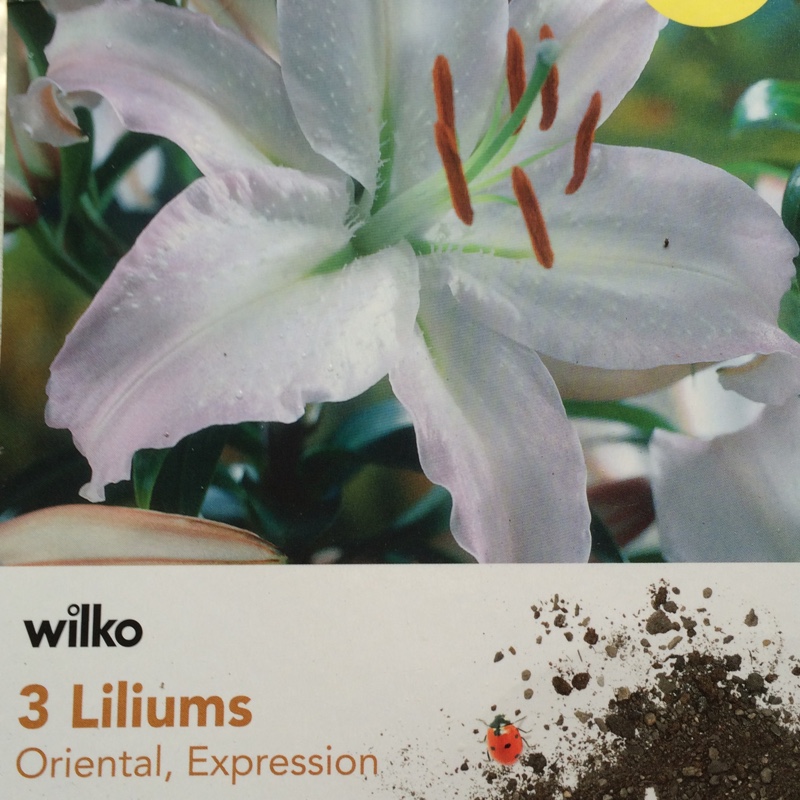 Lily Expression (Oriental) in the GardenTags plant encyclopedia