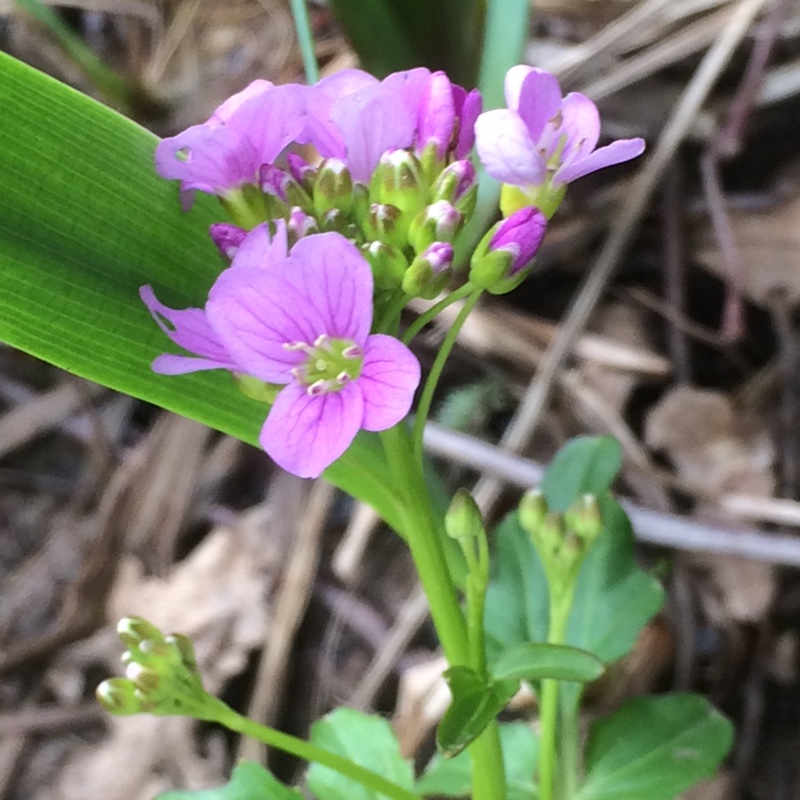 Greater Cuckoo flower in the GardenTags plant encyclopedia