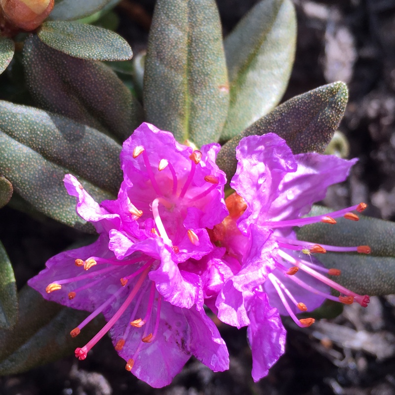 Dwarf Rhododendron Ramapo in the GardenTags plant encyclopedia