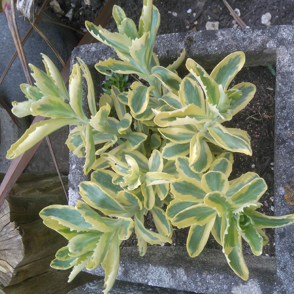 Stonecrop Frosted Fire in the GardenTags plant encyclopedia