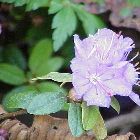 Rhododendron Blue Tit Magor in the GardenTags plant encyclopedia