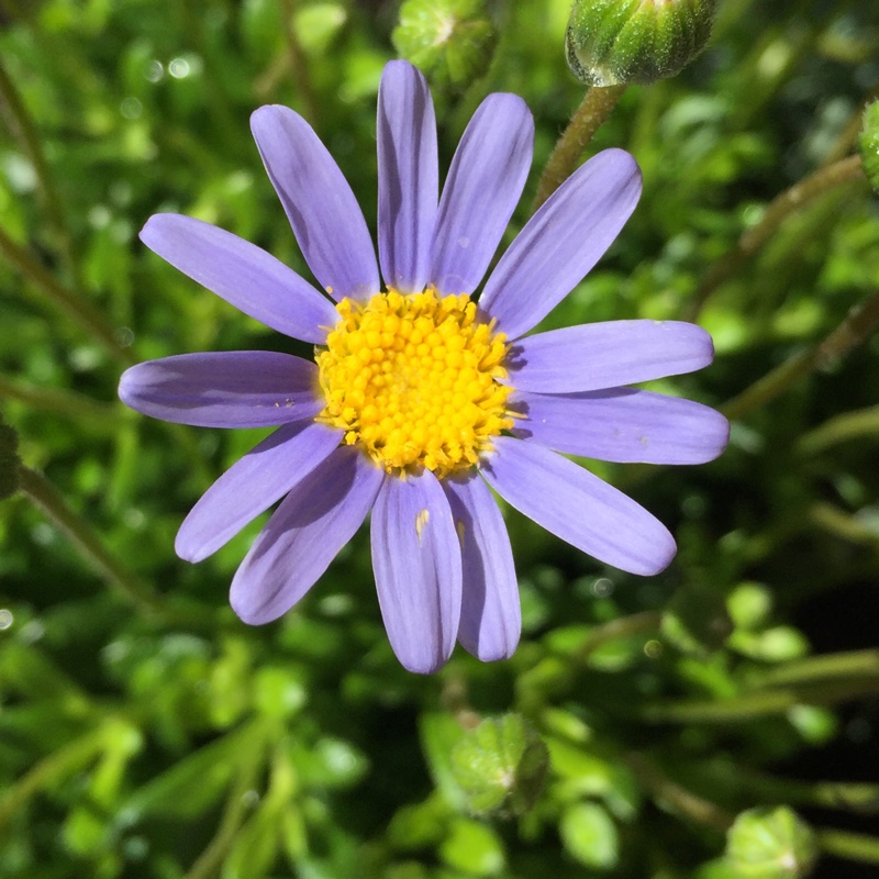 Blue Marguerite Felicitara Blue in the GardenTags plant encyclopedia