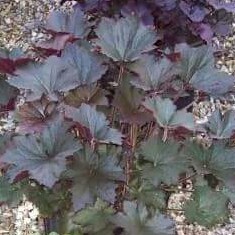 Alumroot Bronze Wave in the GardenTags plant encyclopedia