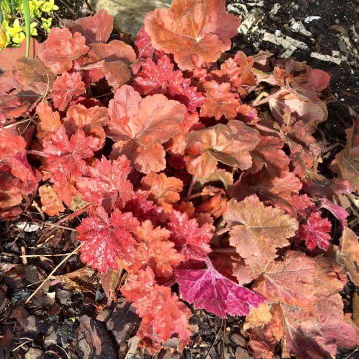 Alumroot Southern Comfort in the GardenTags plant encyclopedia