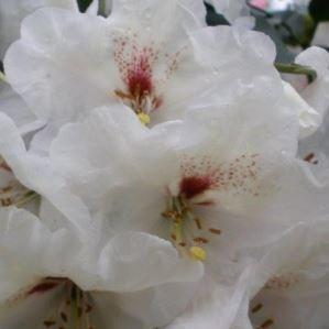 Rhododendron Dairy Maid in the GardenTags plant encyclopedia