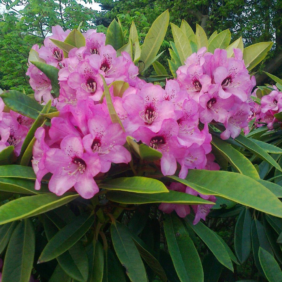 Rhododendron Dominik in the GardenTags plant encyclopedia