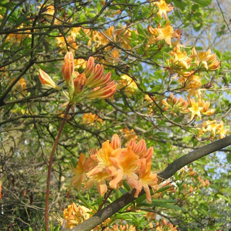 Rhododendron Hollandia in the GardenTags plant encyclopedia