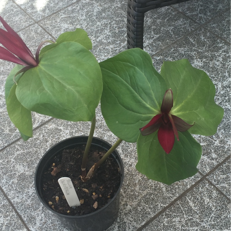 Giant Wake Robin in the GardenTags plant encyclopedia