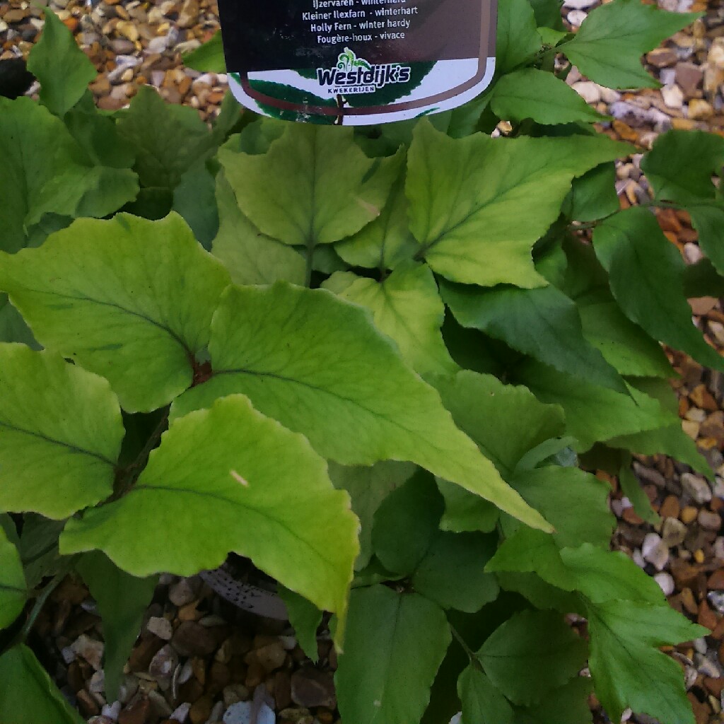 Holly Fern in the GardenTags plant encyclopedia