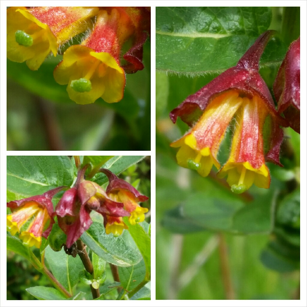 Californian Honeysuckle Ledebourii in the GardenTags plant encyclopedia