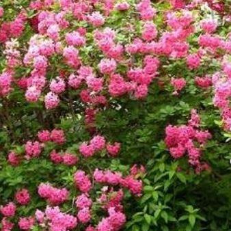 Azalea Homebush in the GardenTags plant encyclopedia