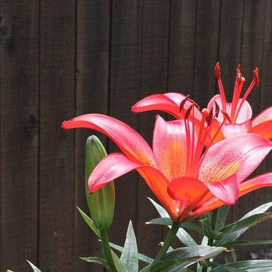 Lily Matrix (Asiatic) in the GardenTags plant encyclopedia