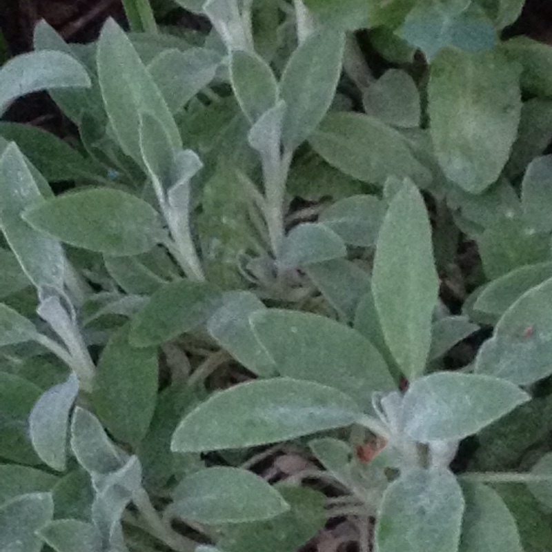 Lambs Ear in the GardenTags plant encyclopedia