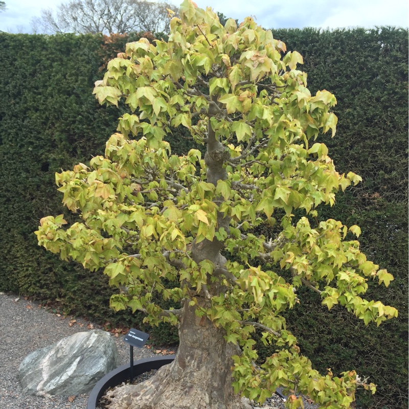 Trident Maple in the GardenTags plant encyclopedia