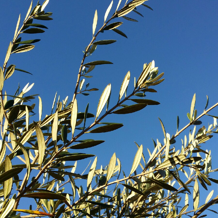 Olive Kalamata in the GardenTags plant encyclopedia