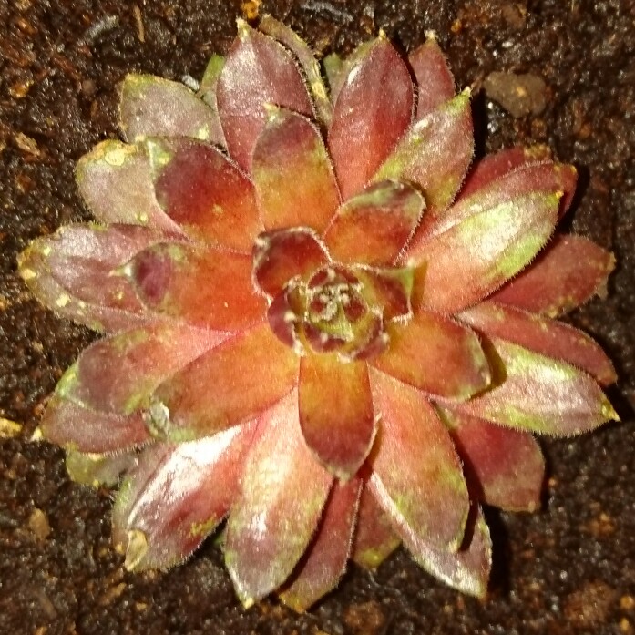 Sempervivum Sirius in the GardenTags plant encyclopedia