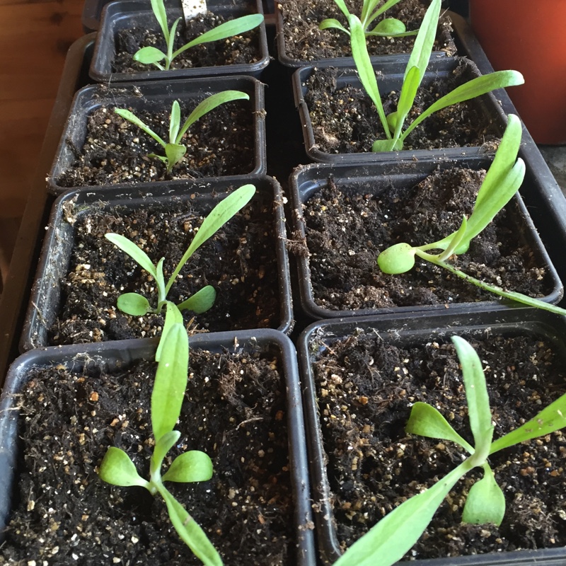 Centaurea cyanus 'Jubilee Gem', Cornflower 'Jubilee Gem' in GardenTags ...