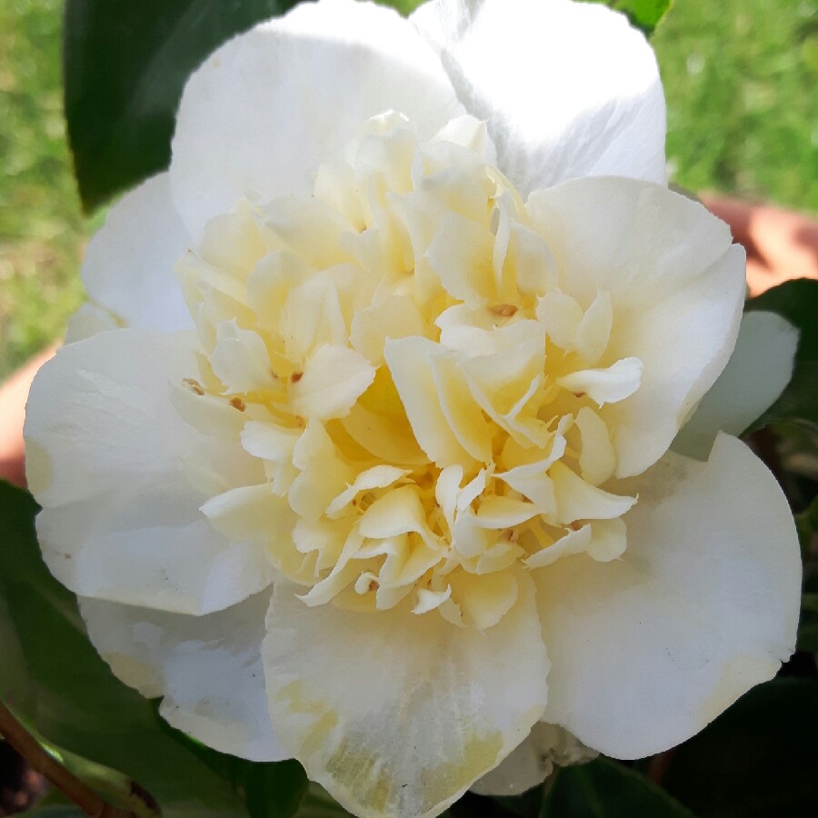 Camellia Jurys Yellow in the GardenTags plant encyclopedia