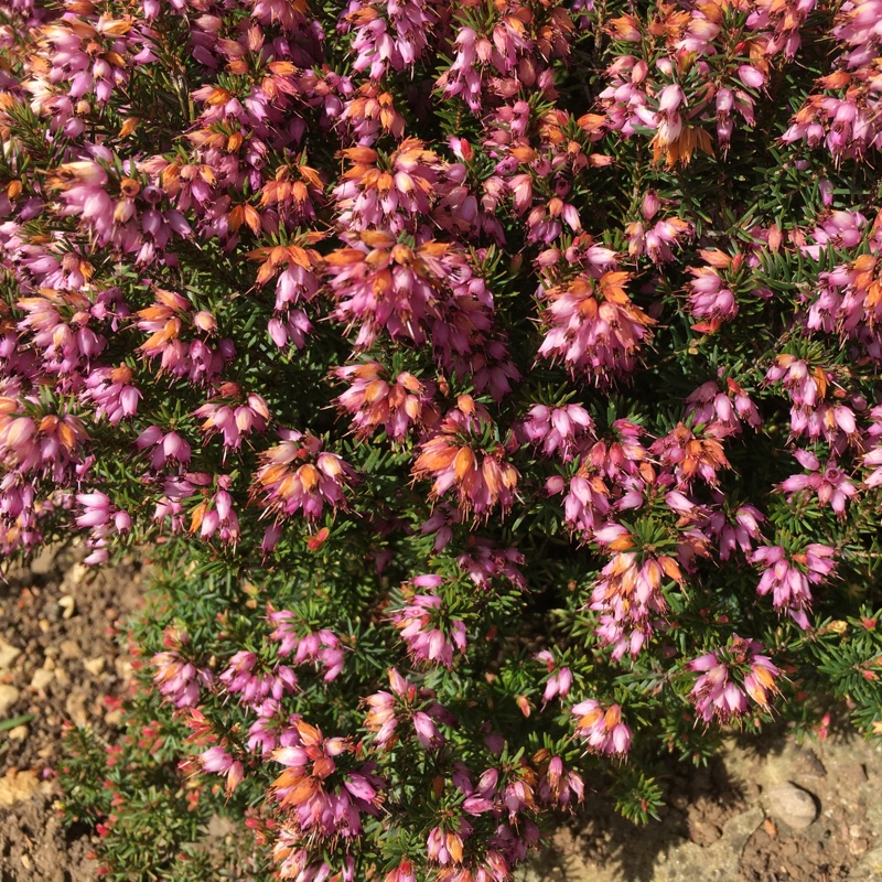 Winter Heath Myretoun Ruby in the GardenTags plant encyclopedia