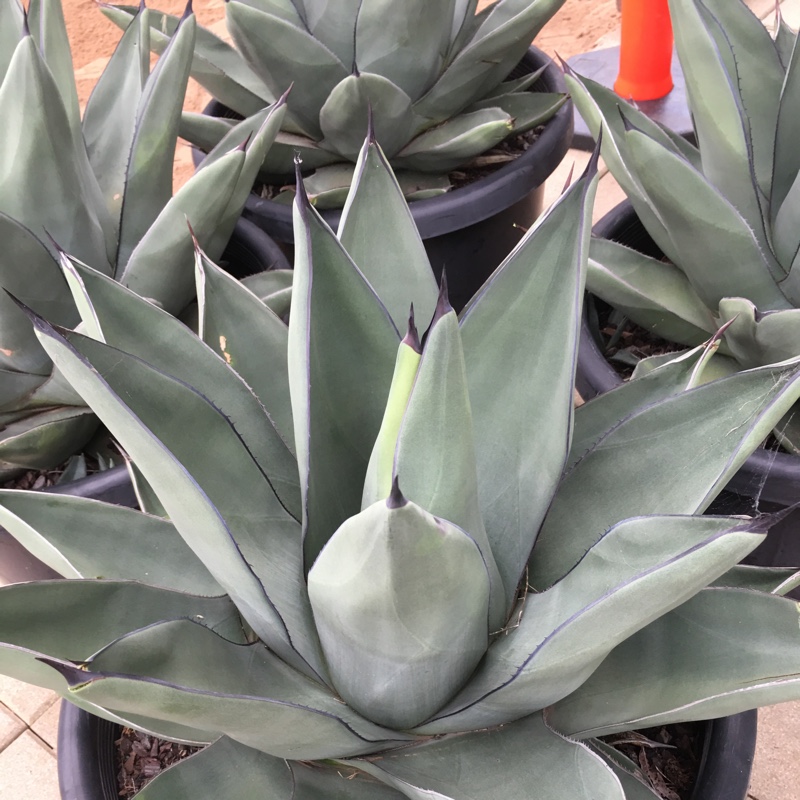 Sharkskin Agave in the GardenTags plant encyclopedia