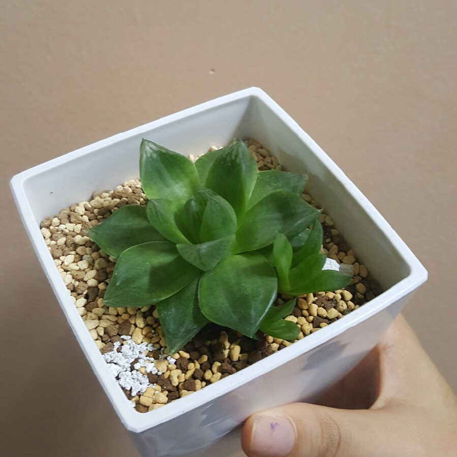 Haworthia Cathedral Window in the GardenTags plant encyclopedia