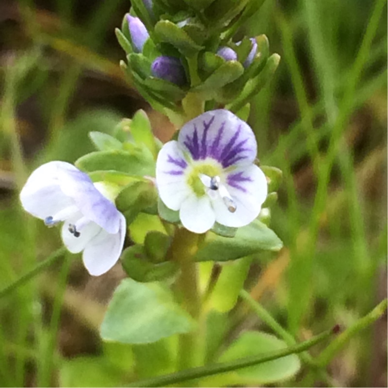 Thyme-leaved Speedwell in the GardenTags plant encyclopedia