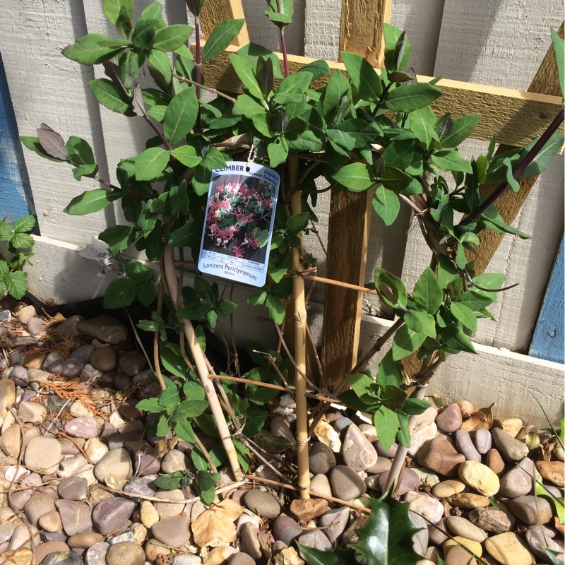 European Honeysuckle in the GardenTags plant encyclopedia