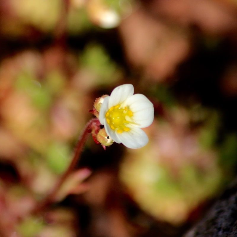 Saxifrage Mossy White in the GardenTags plant encyclopedia