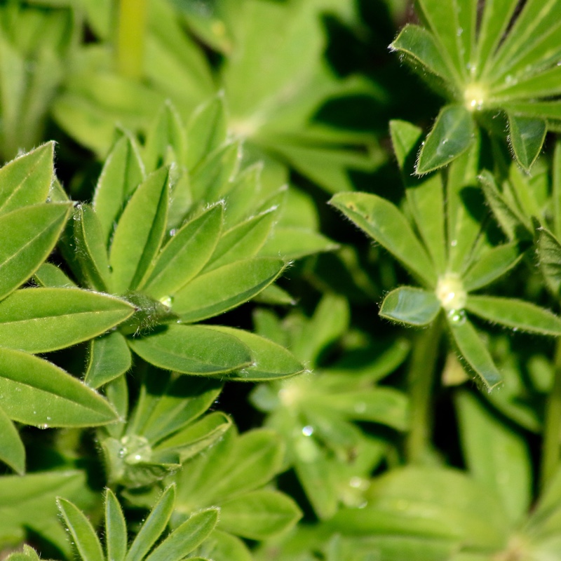 Lupin Noble Maiden in the GardenTags plant encyclopedia