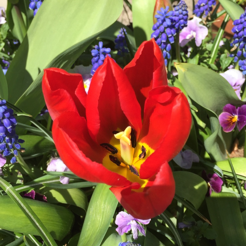 Tulip Soroptimist (Fosteriana) in the GardenTags plant encyclopedia