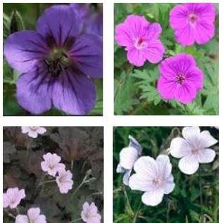 Cranesbill (Geranium) in the GardenTags plant encyclopedia