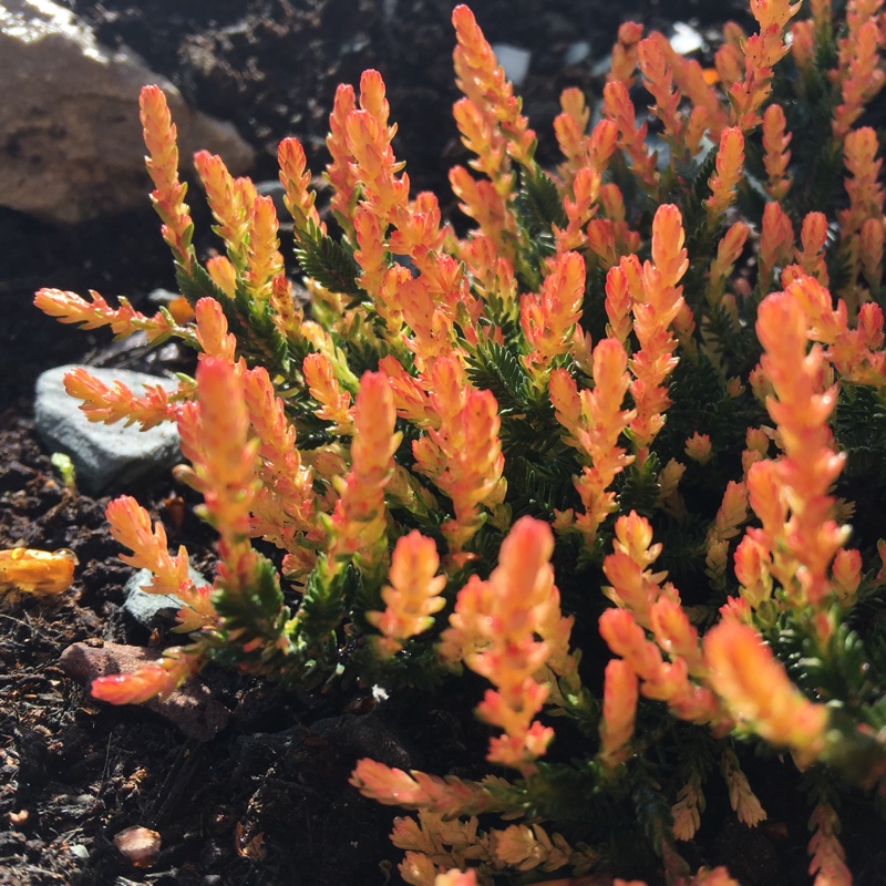 Common Heather Forest Fire in the GardenTags plant encyclopedia