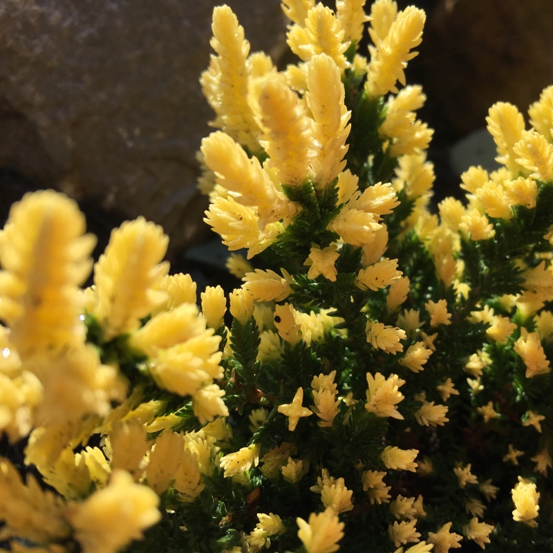 Common Heather Sun Sprinkles in the GardenTags plant encyclopedia