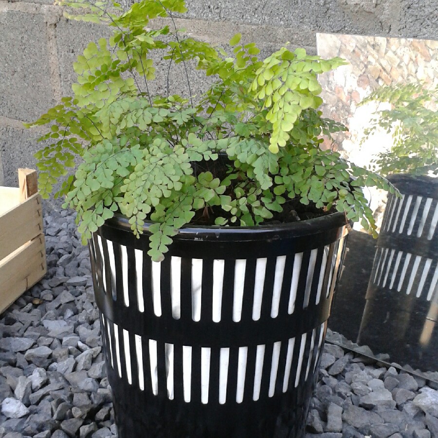 Himalayan Maidenhair Fern in the GardenTags plant encyclopedia