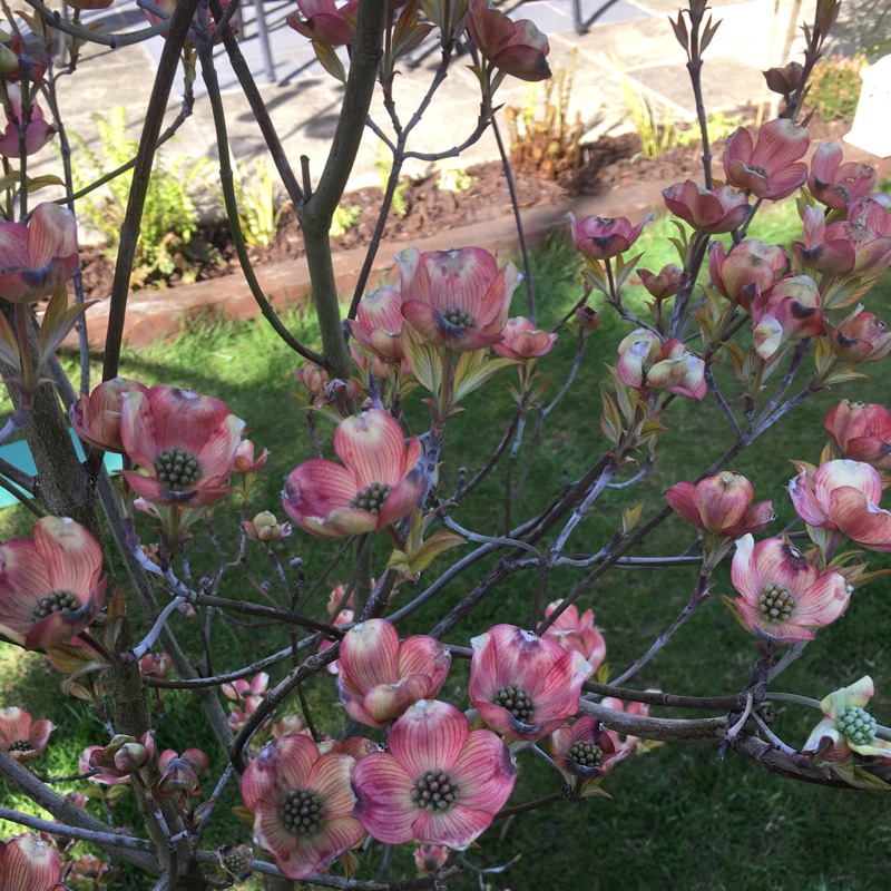 Pink Flowering Dogwood in the GardenTags plant encyclopedia