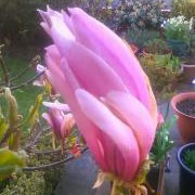 Magnolia Ricki in the GardenTags plant encyclopedia