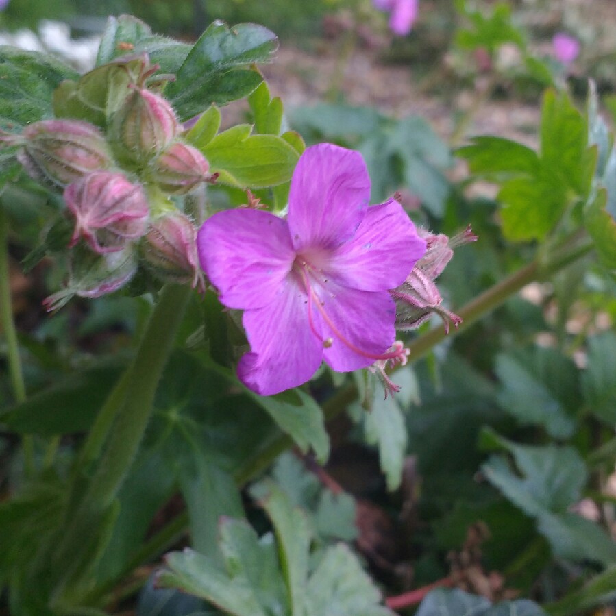 Bigroot Cranesbill Bevans Variety in the GardenTags plant encyclopedia