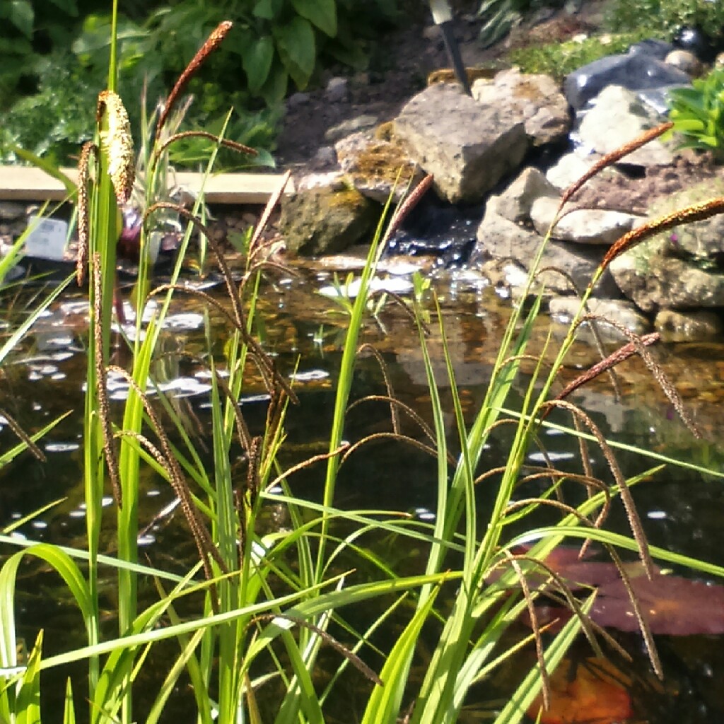 Pendulous Sedge in the GardenTags plant encyclopedia