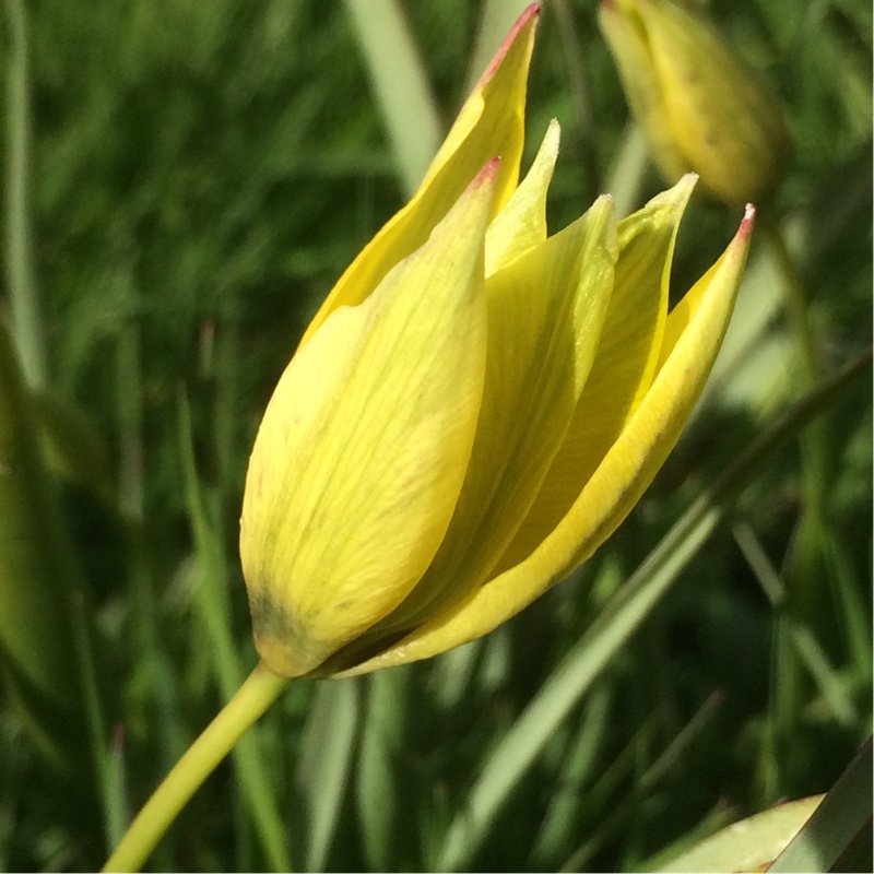 Tulip (Species) Orphanidea Tulip Flava in the GardenTags plant encyclopedia